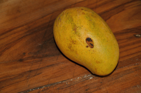 Ataulfo Mango