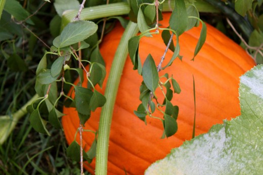 crab-feast-pumpkins-some-sweet-gelato10