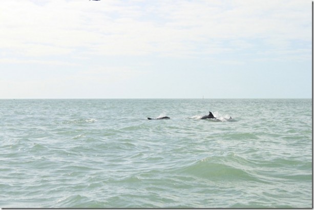 dolphins