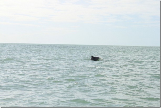 dolphins2