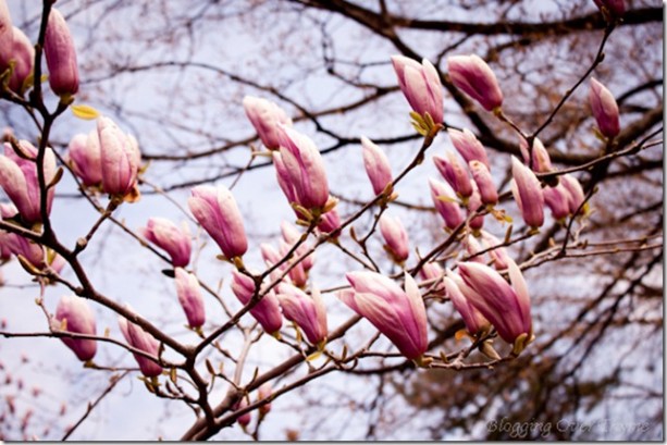 cherry_blossom11s