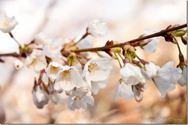 cherry_blossoms