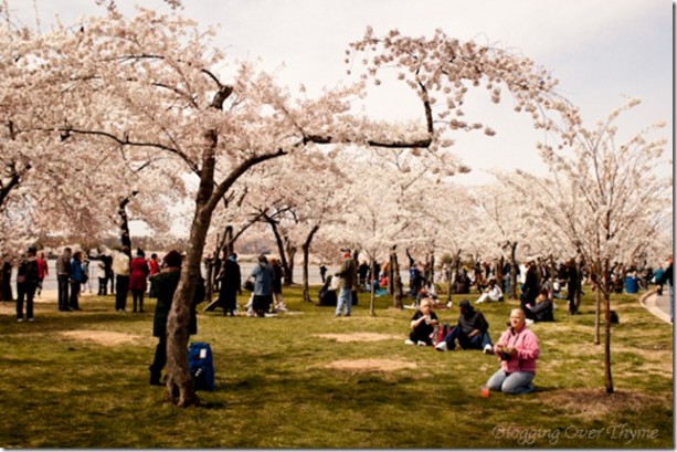 cherry_blossoms5