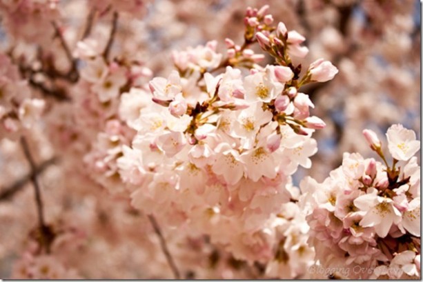 cherry_blossoms6