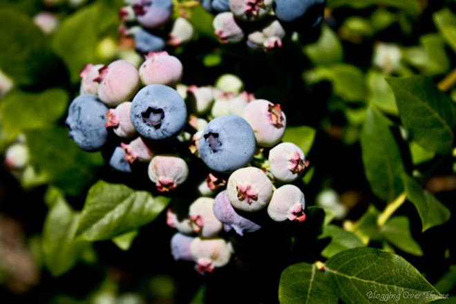 Fresh Blueberries