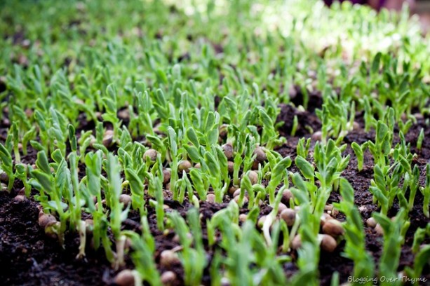 microgreens