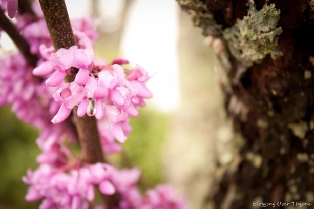 spring flowers