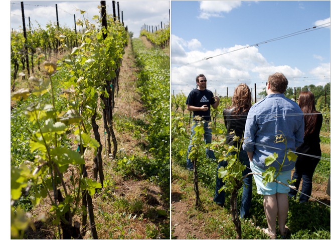 boxwood winery