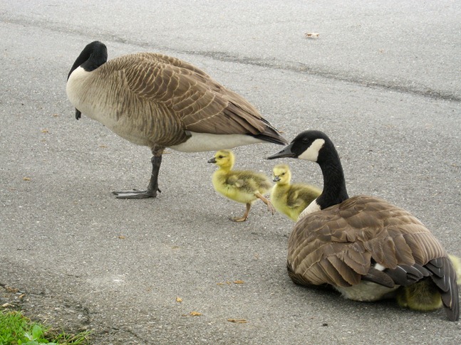 ducklings