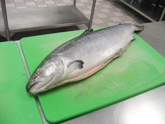 whole salmon