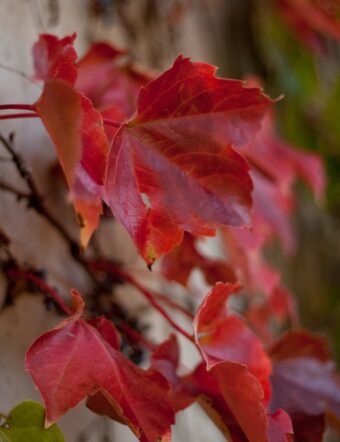 fall leaves