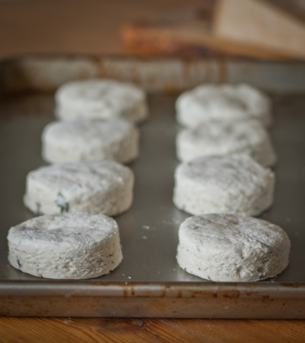 Parmesan Thyme Buttermilk Biscuits on Baking Sheet