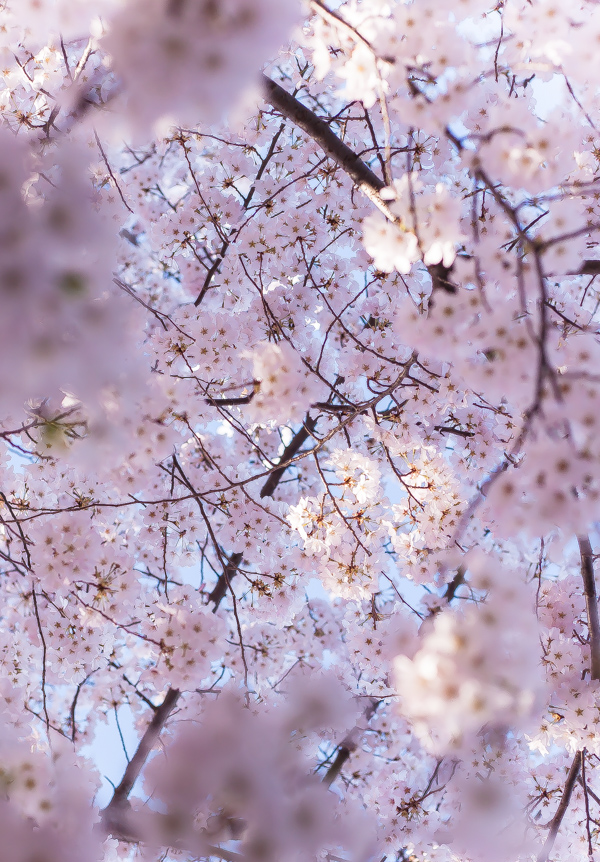 Cherry Blossoms | bloggingoverthyme.com
