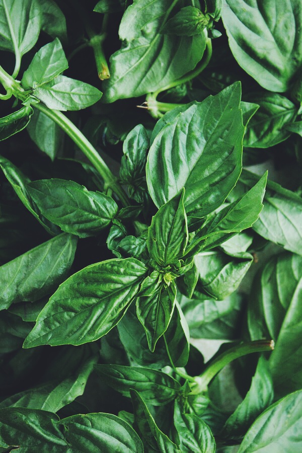 Fresh Basil Leaves