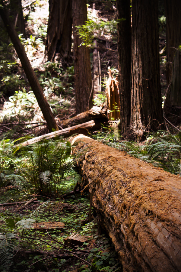 Muir Woods | bloggingoverthyme.com