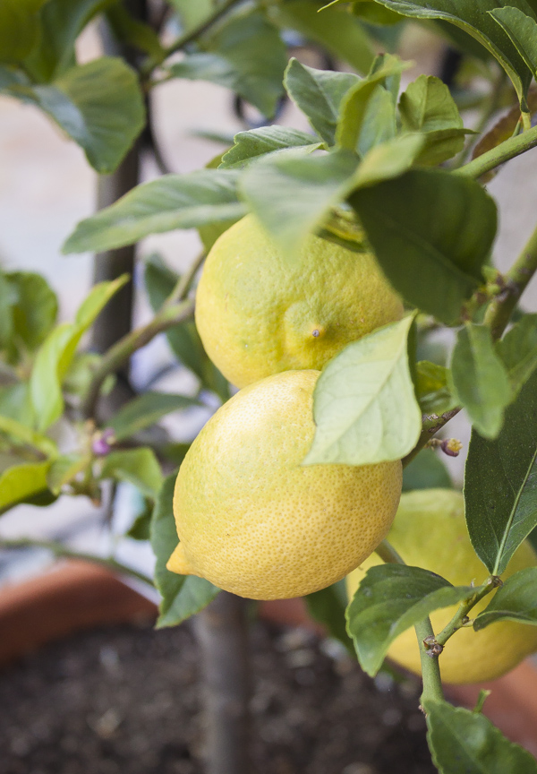 Lemon Tree | bloggingoverthyme.com