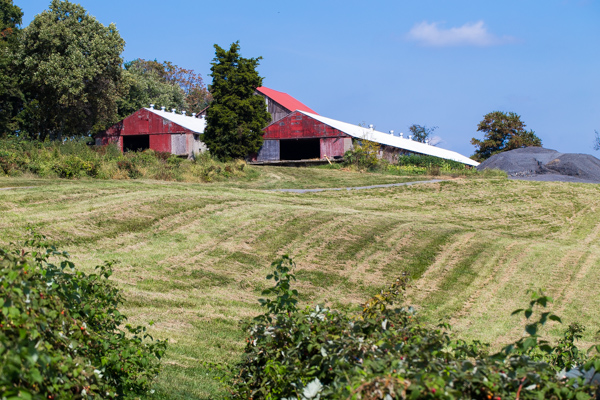 Raspberry Picking at Butler's Orchard