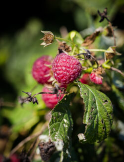 Raspberry Picking at Butler's Orchard | @blogoverthyme