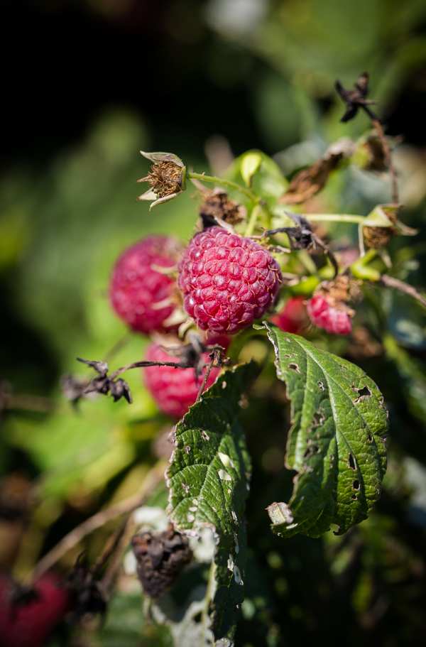 Raspberry Picking at Butler's Orchard