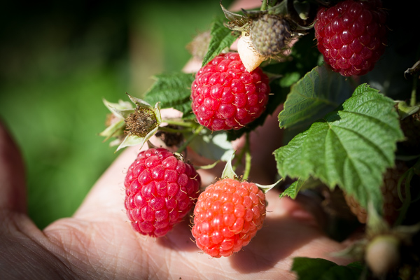 Raspberry Picking at Butler's Orchard