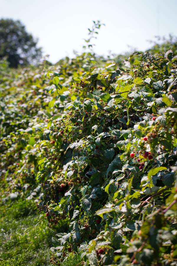 Raspberry Picking at Butler's Orchard