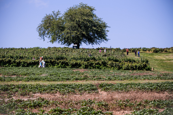 Raspberry Picking at Butler's Orchard