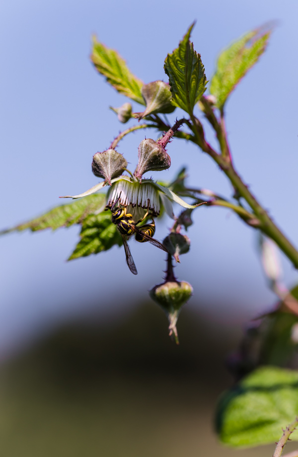 Raspberry Picking at Butler's Orchard | @blogoverthyme