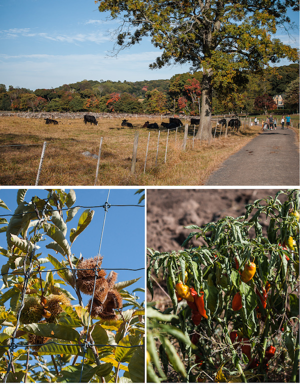 Blue Hill at Stone Barns