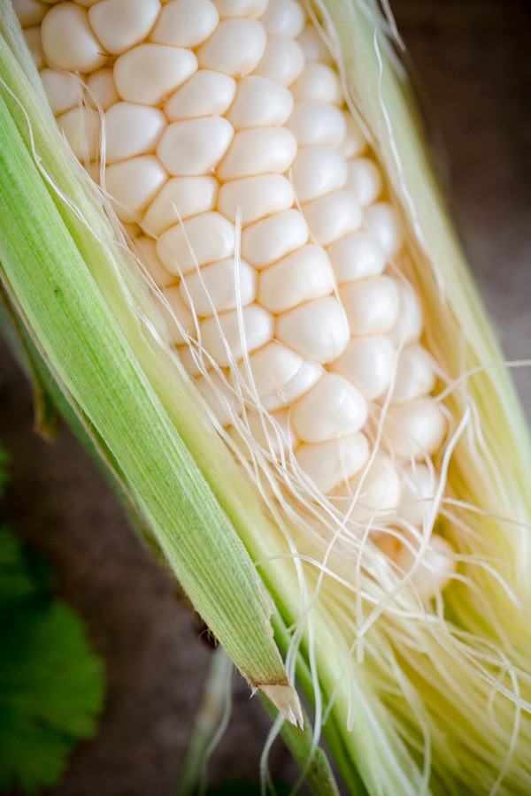 Ear of Corn