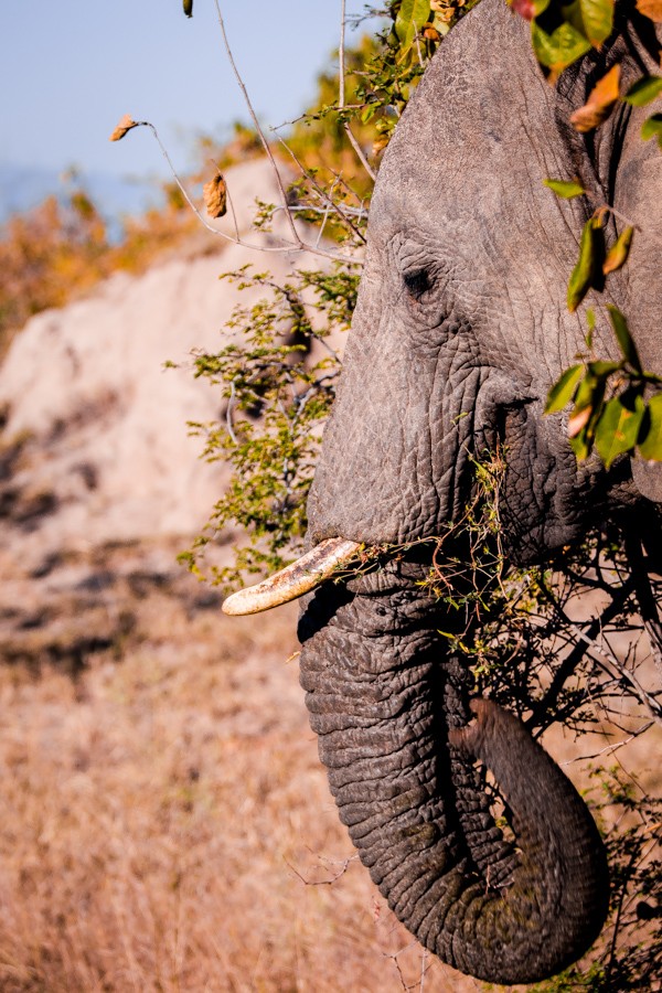 Kapama Game Reserve South Africa