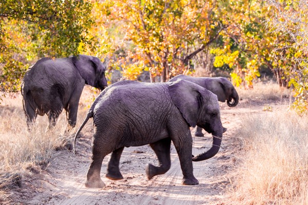 Kapama Game Reserve South Africa