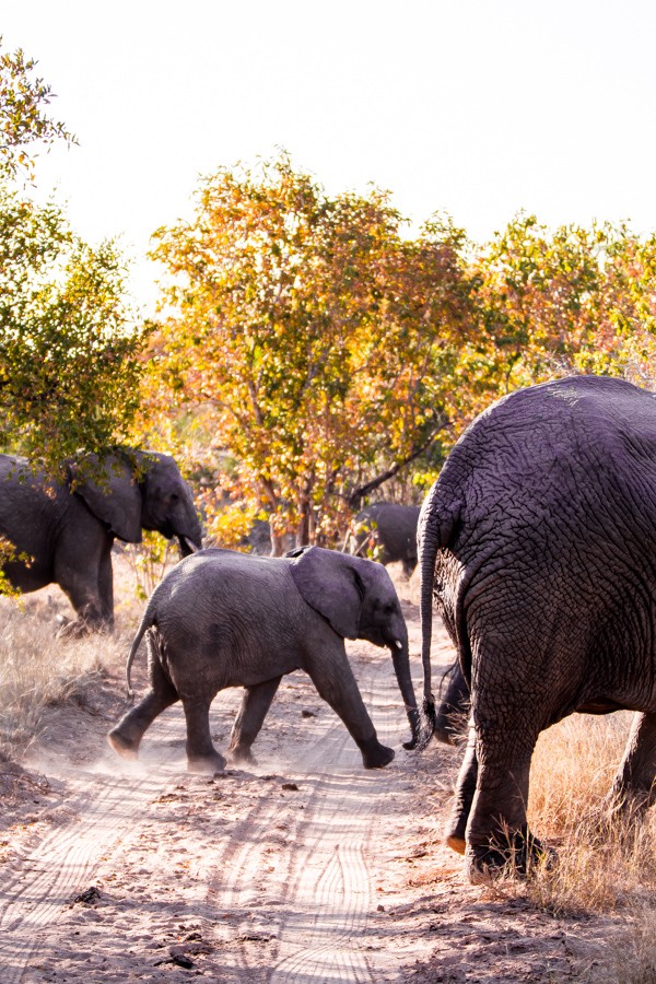 Kapama Game Reserve South Africa