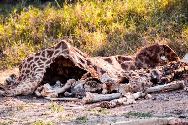 Kapama Game Reserve South Africa