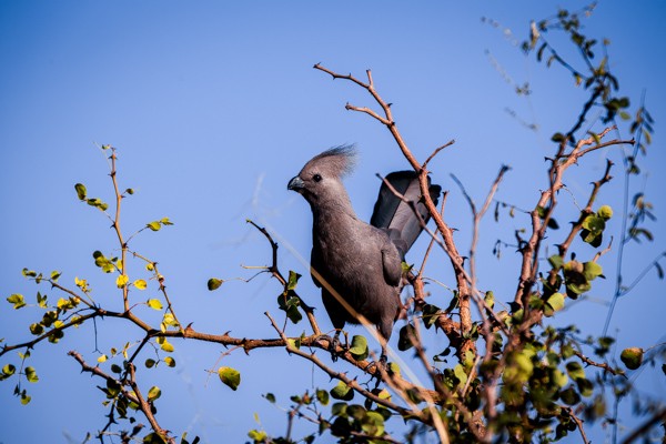 Kapama Game Reserve South Africa