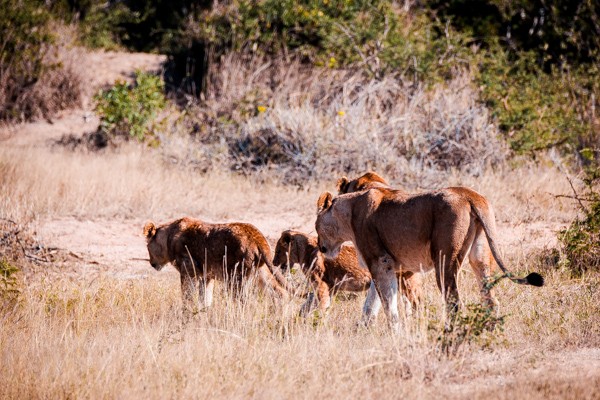 Kapama Game Reserve South Africa