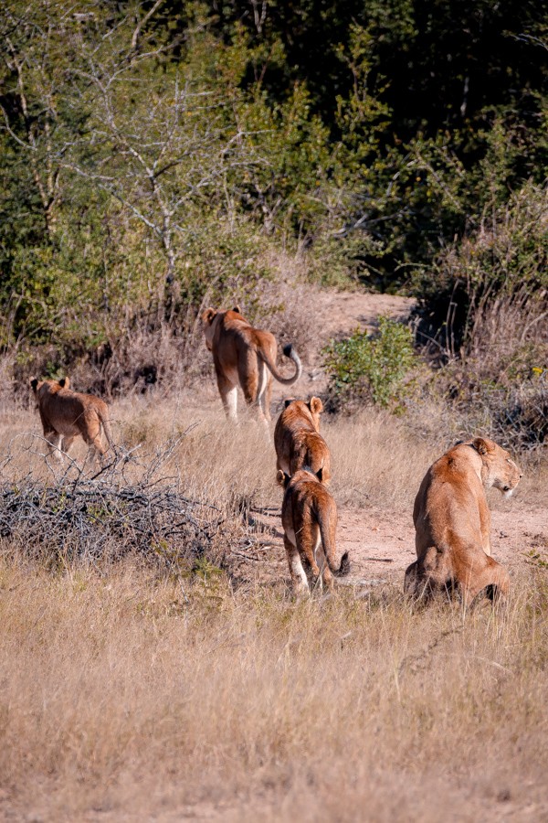 Kapama Game Reserve South Africa