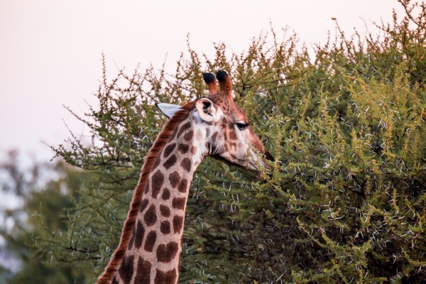 Kapama Game Reserve South Africa