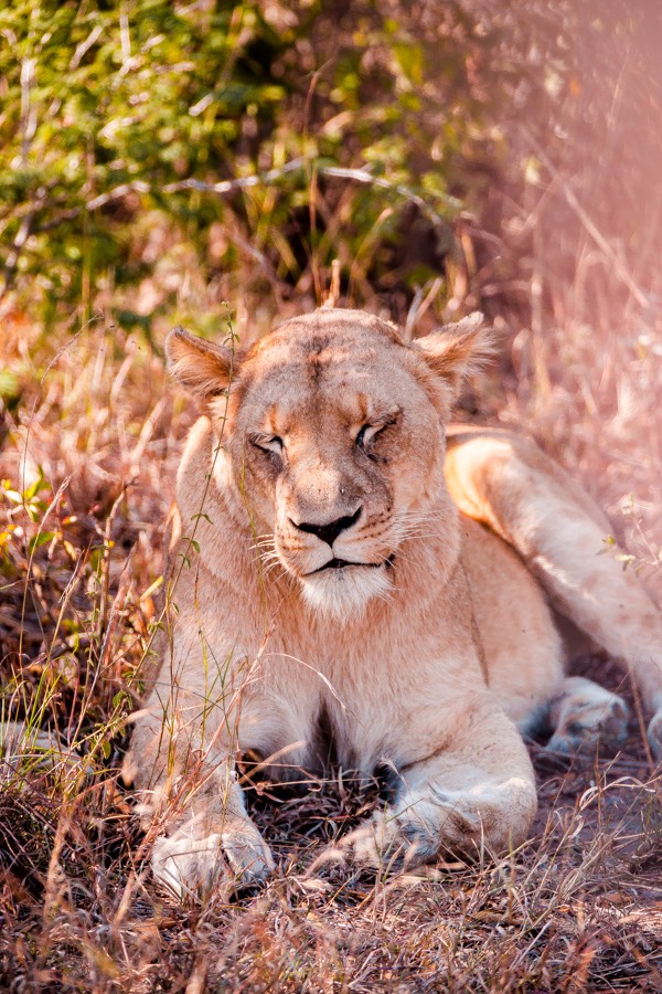 Kapama Game Reserve South Africa