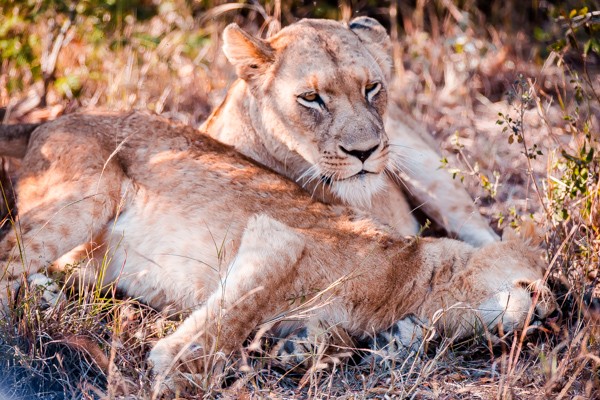 Kapama Game Reserve South Africa