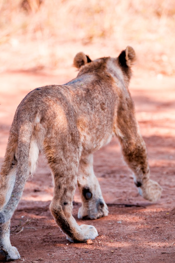 Kapama Game Reserve South Africa