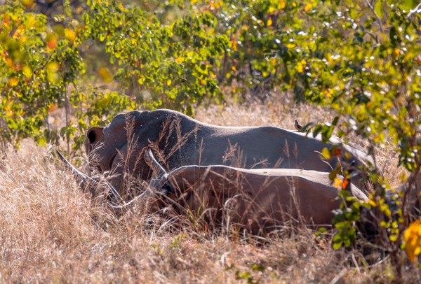 Kapama Game Reserve South Africa