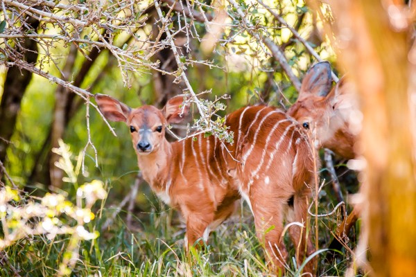 Kapama Game Reserve South Africa