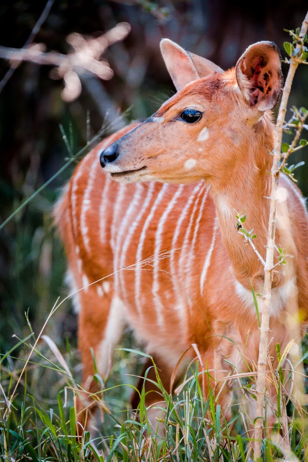 Kapama Game Reserve South Africa