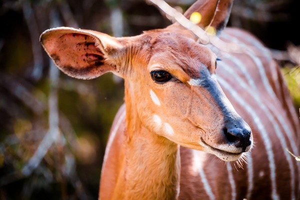 Kapama Game Reserve South Africa