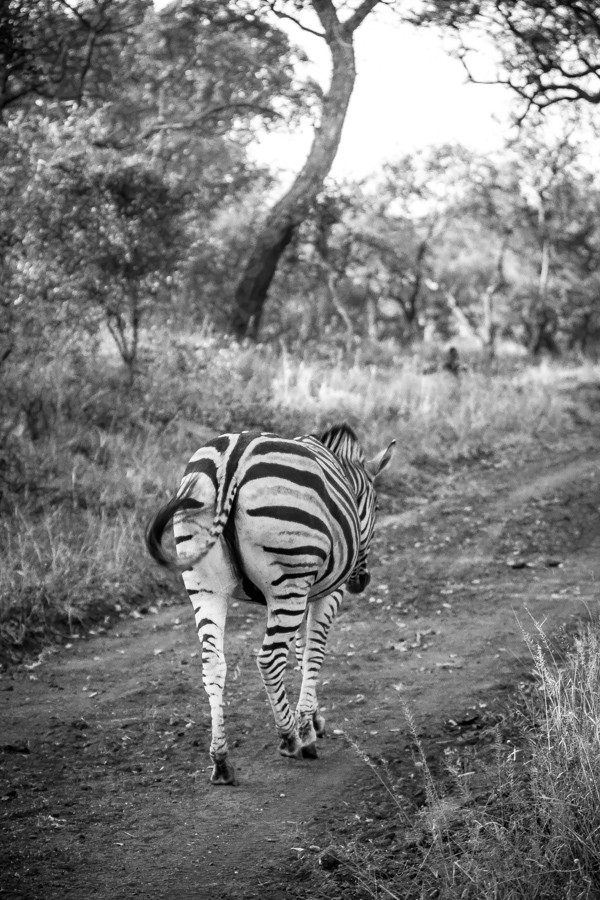 Kapama Game Reserve South Africa