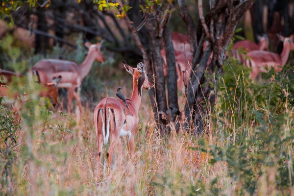 Kapama Game Reserve South Africa