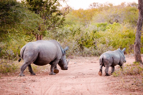 Kapama Game Reserve South Africa