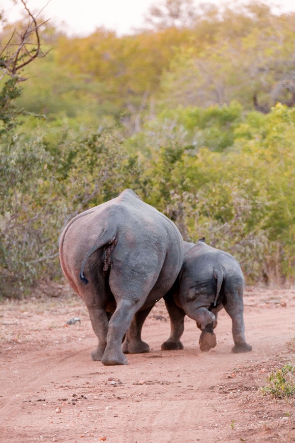 Kapama Game Reserve South Africa