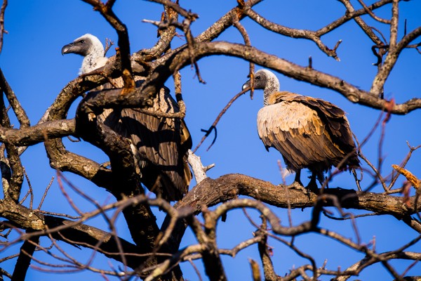 Kapama Game Reserve South Africa