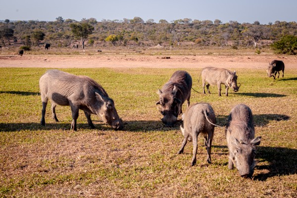 Kapama Game Reserve South Africa